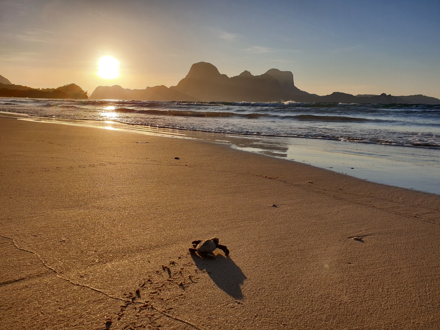 Turtle Hatching