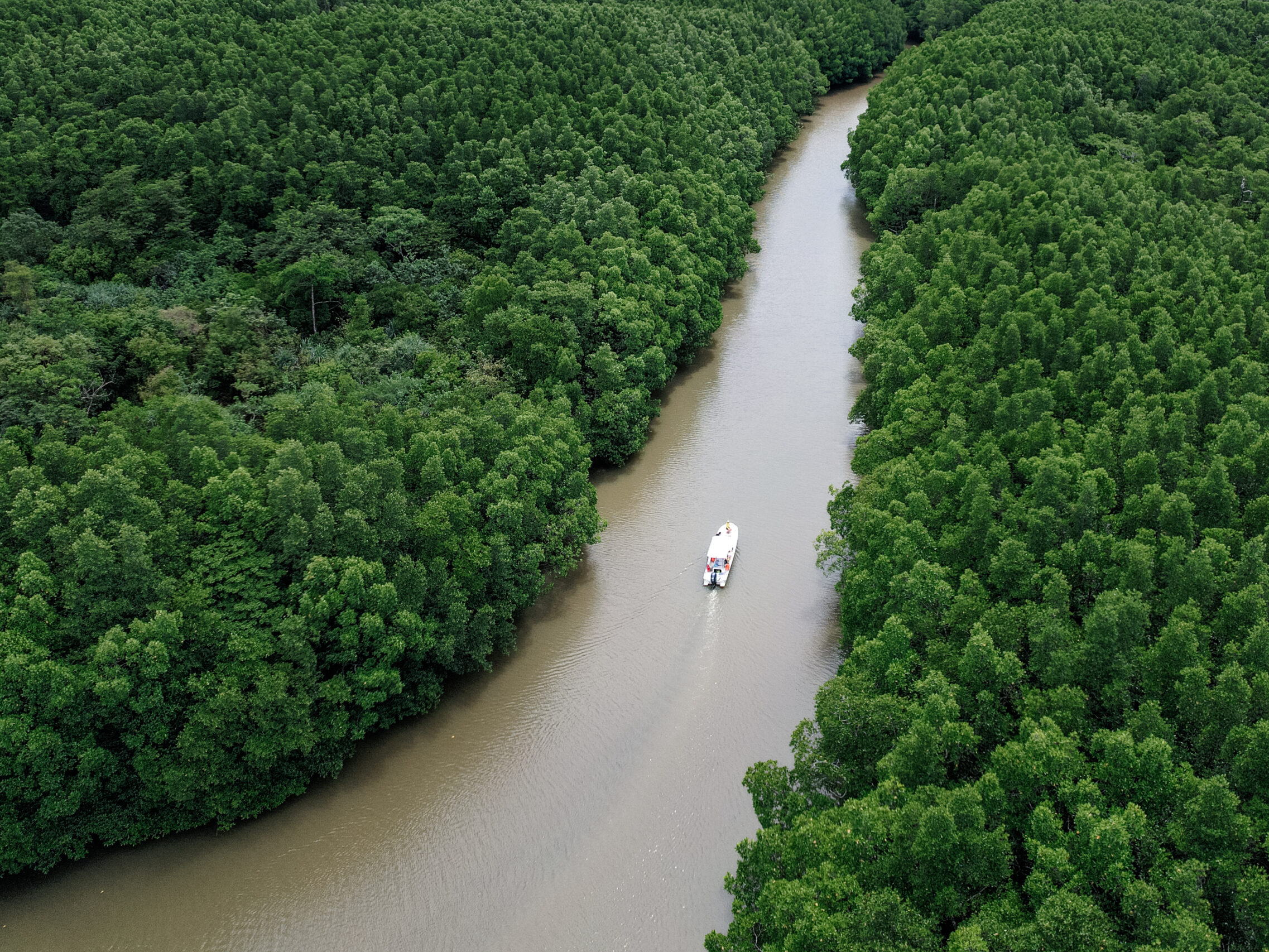 Mangrove Tour